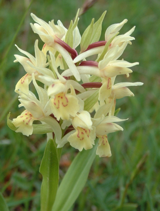 Dactylorhiza sambucina / Orchide sambucina